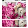 HP Laptop Skin 15.6 inch Cat with Money-2